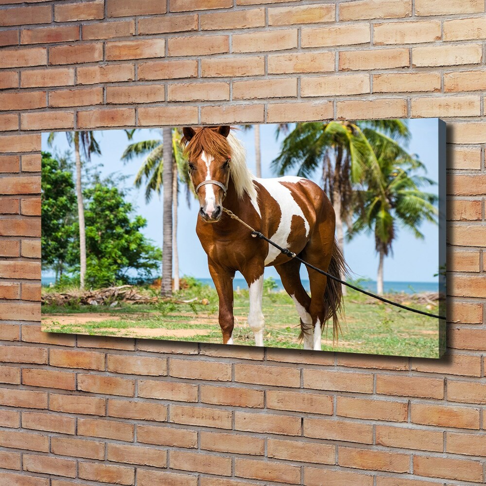 Tableau imprimé sur toile Cheval latin