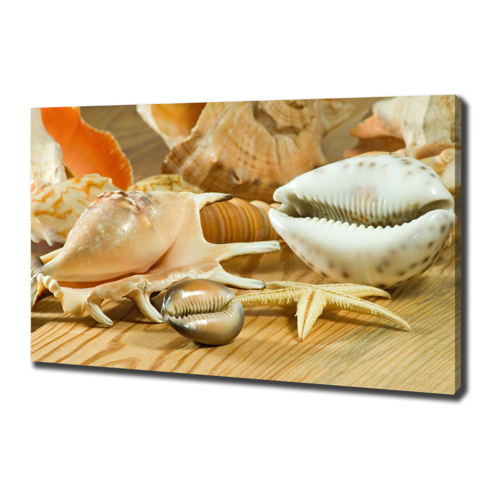 Tableau sur toile Coquillages sur bois