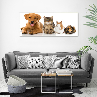 Tableau toile imprimée Chien et chat