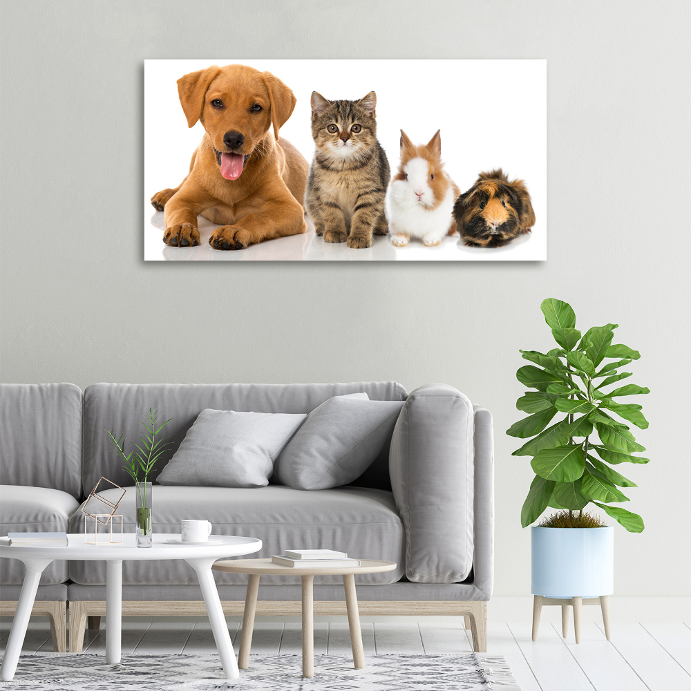 Tableau toile imprimée Chien et chat