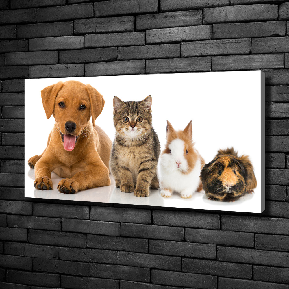 Tableau toile imprimée Chien et chat