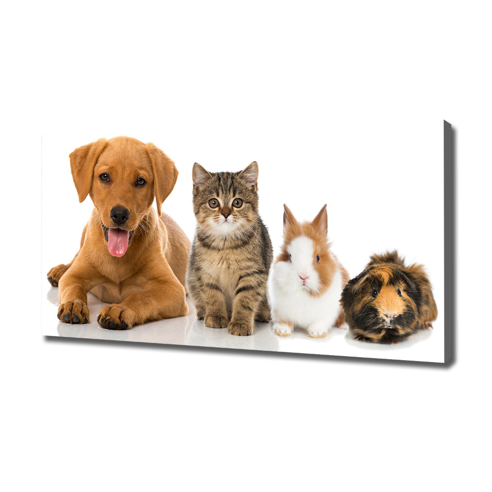 Tableau toile imprimée Chien et chat