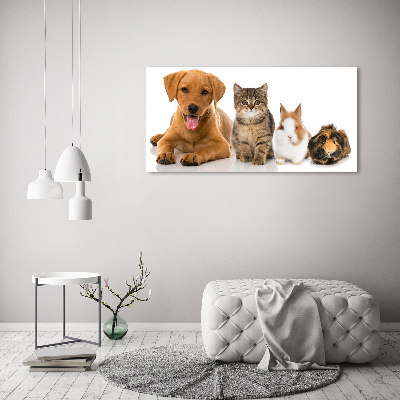 Tableau toile imprimée Chien et chat