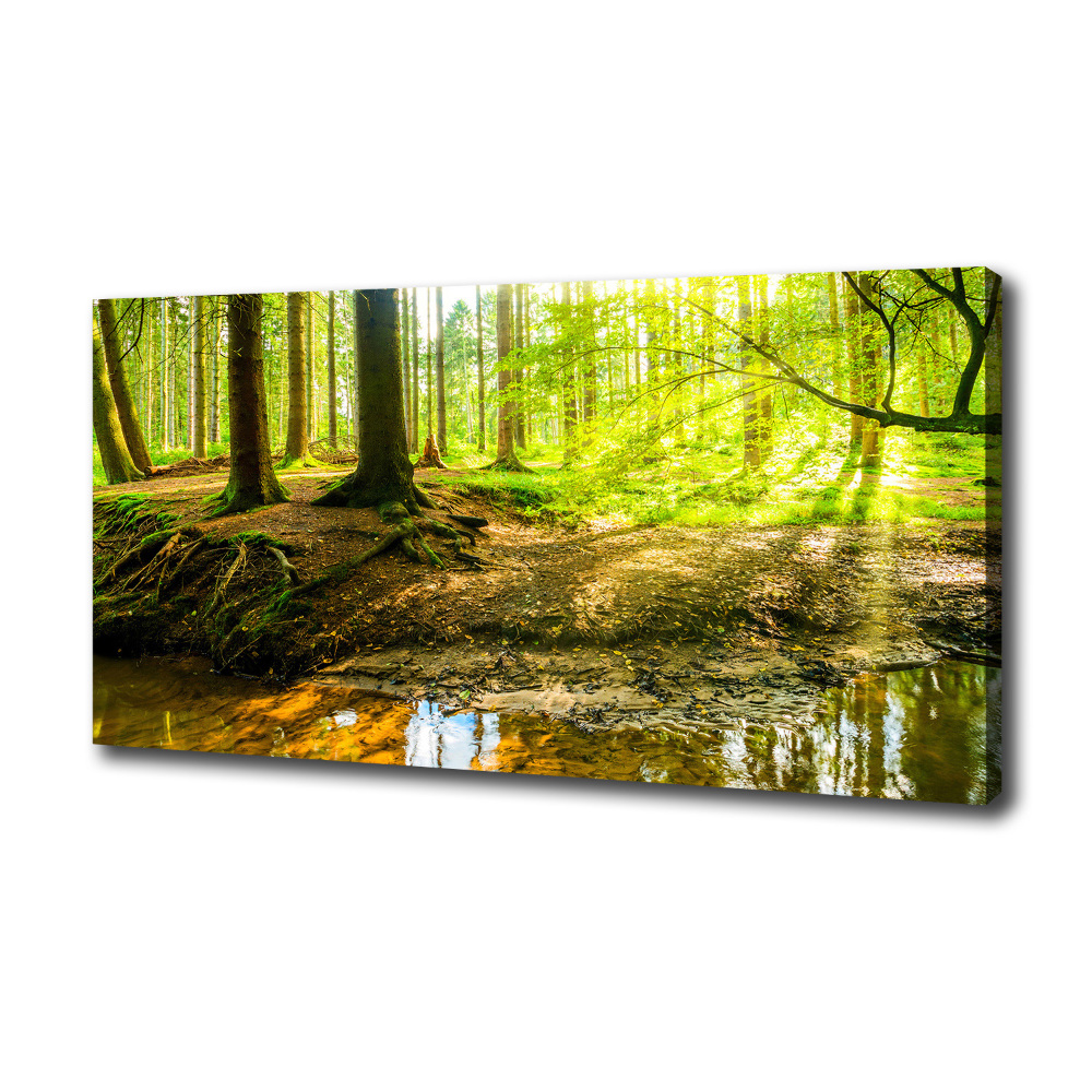 Tableau imprimé sur toile Forêt de soleil