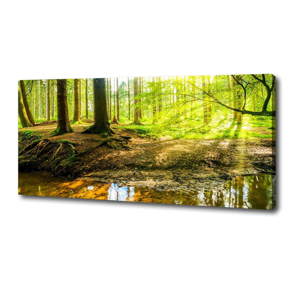 Tableau imprimé sur toile Forêt de soleil