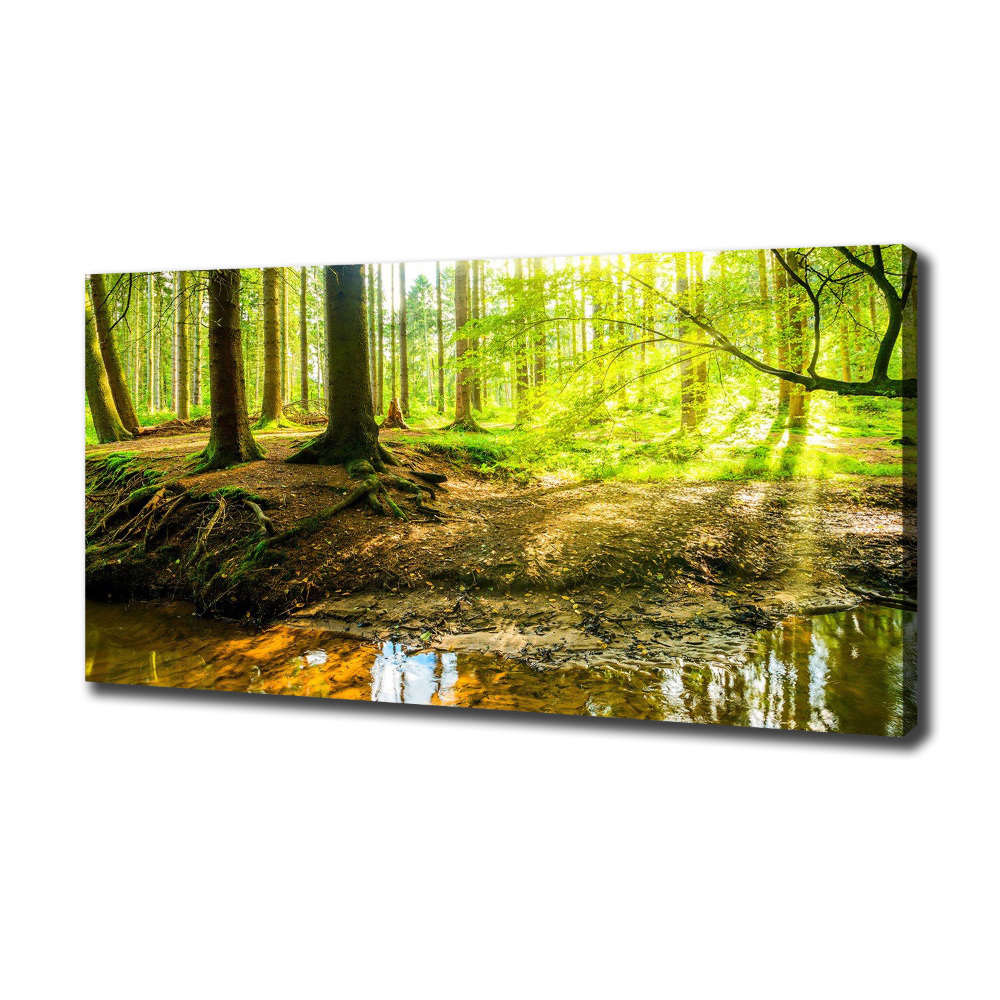 Tableau imprimé sur toile Forêt de soleil