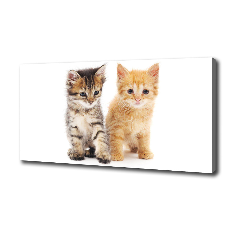 Tableau photo sur toile Chat brun et rouge