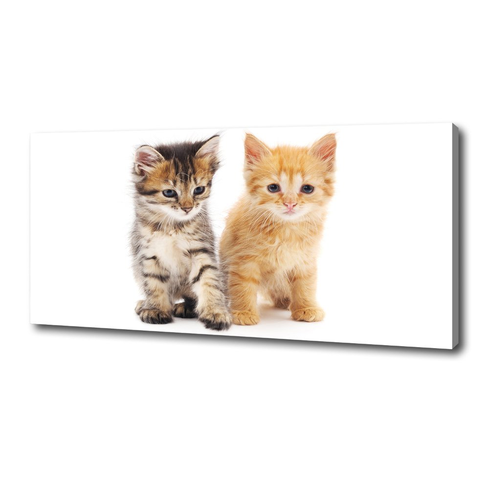 Tableau photo sur toile Chat brun et rouge