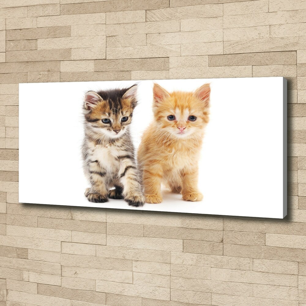 Tableau photo sur toile Chat brun et rouge