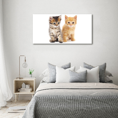 Tableau photo sur toile Chat brun et rouge