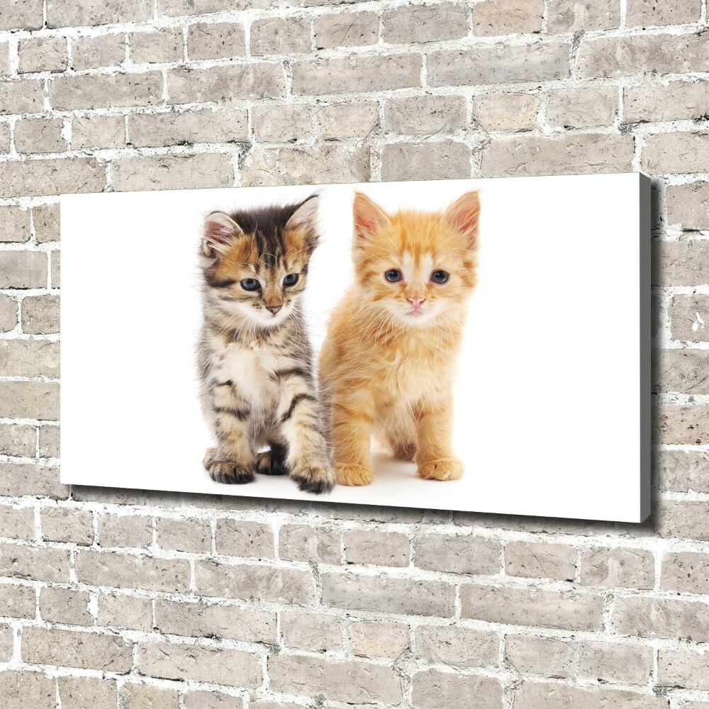 Tableau photo sur toile Chat brun et rouge