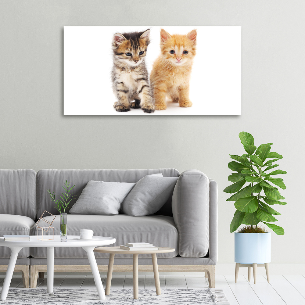 Tableau photo sur toile Chat brun et rouge