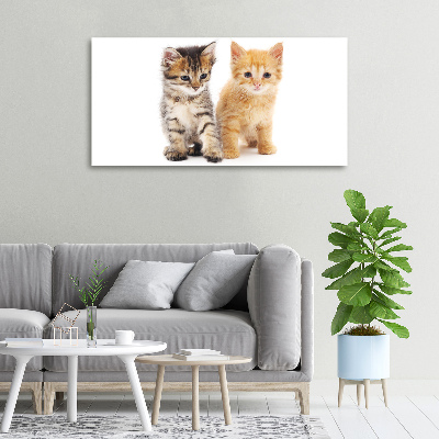 Tableau photo sur toile Chat brun et rouge