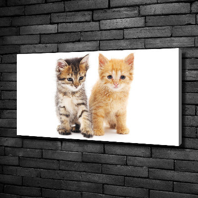 Tableau photo sur toile Chat brun et rouge