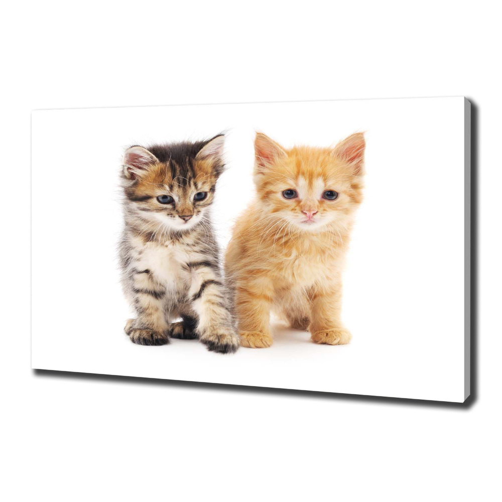 Tableau photo sur toile Chat brun et rouge