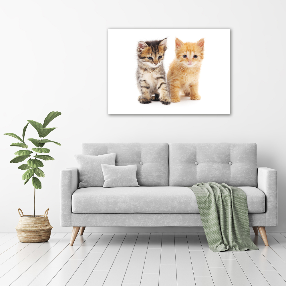 Tableau photo sur toile Chat brun et rouge