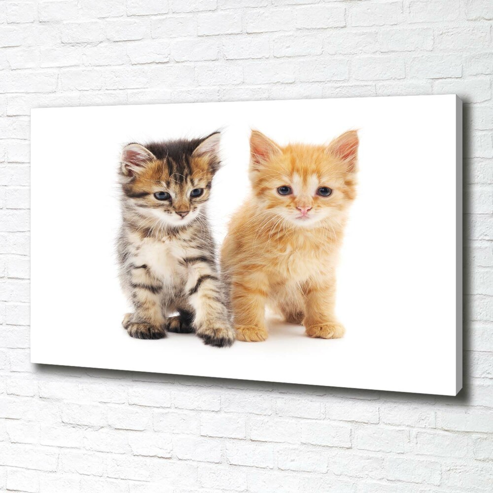 Tableau photo sur toile Chat brun et rouge