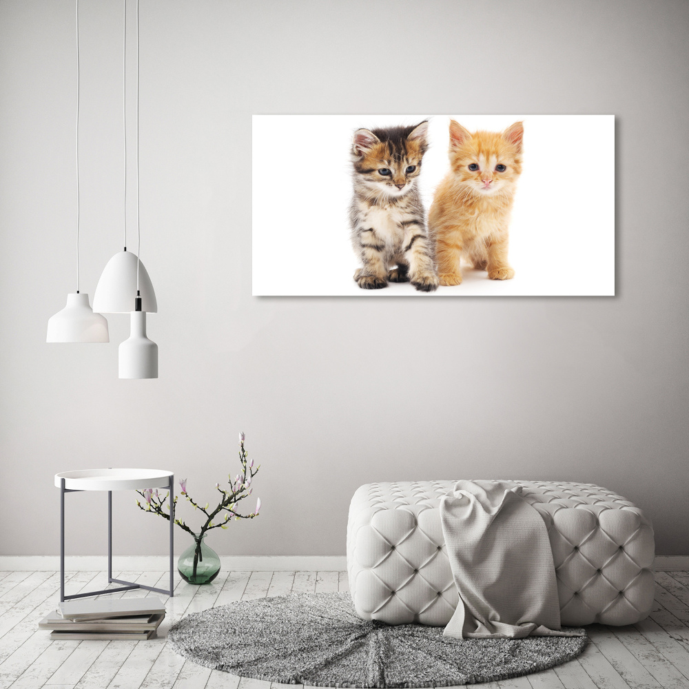 Tableau photo sur toile Chat brun et rouge