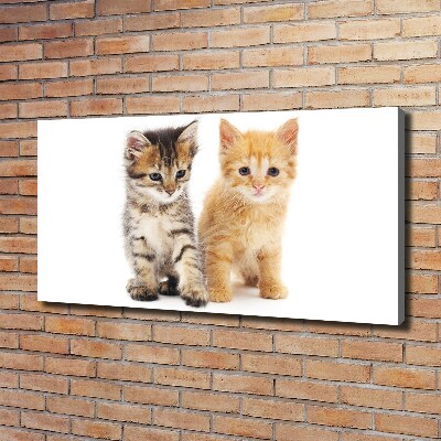 Tableau photo sur toile Chat brun et rouge