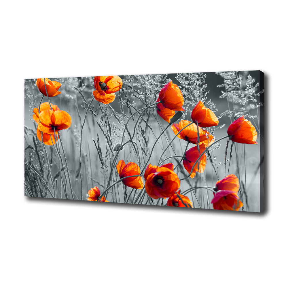 Tableau mural sur toile Coquelicots des champs