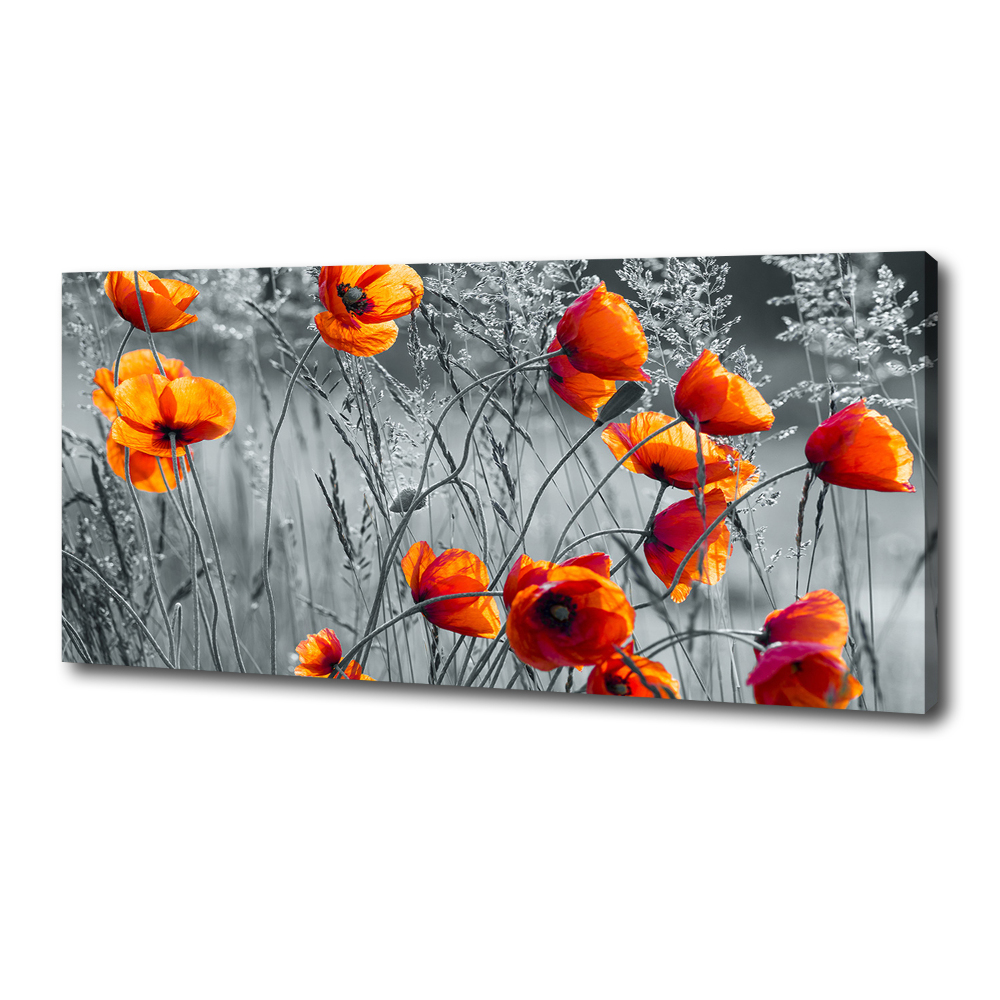 Tableau mural sur toile Coquelicots des champs