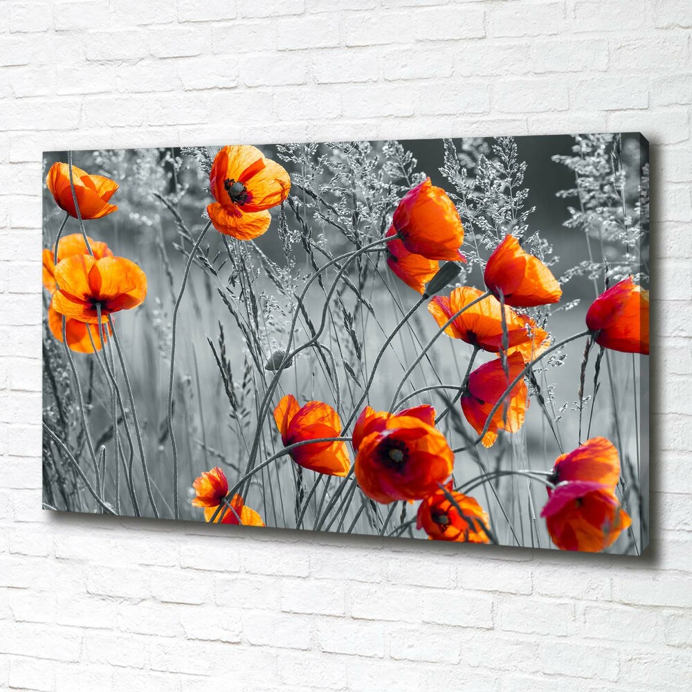 Tableau mural sur toile Coquelicots des champs