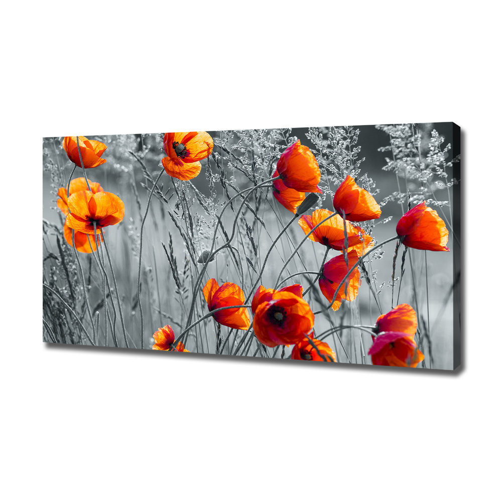 Tableau mural sur toile Coquelicots des champs