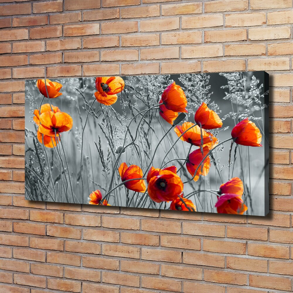 Tableau mural sur toile Coquelicots des champs