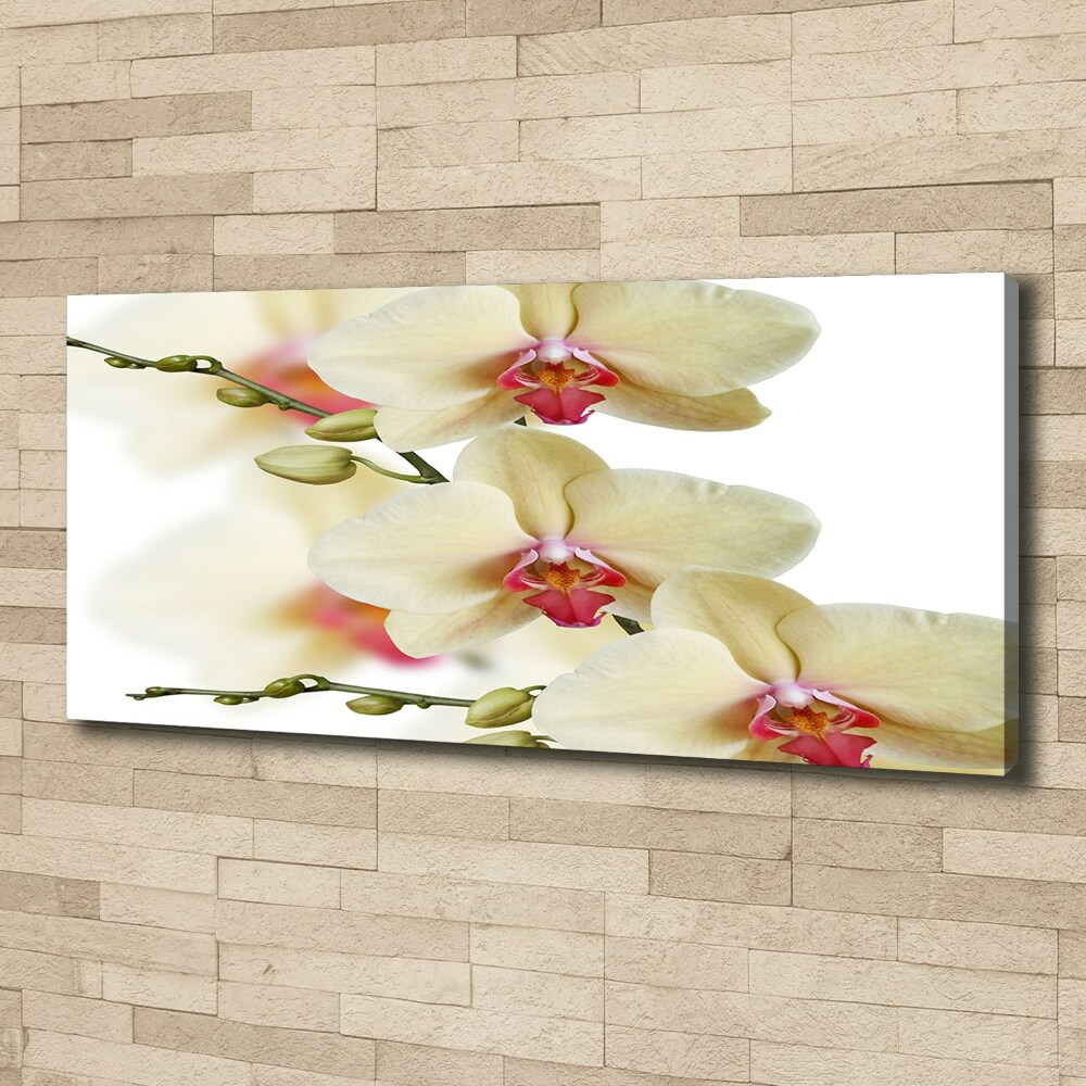 Tableau mural sur toile Orchidées