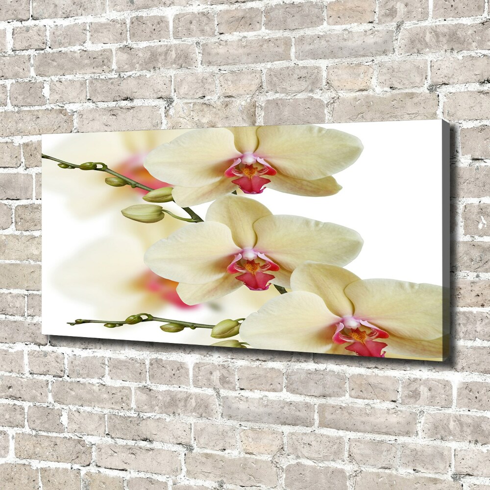 Tableau mural sur toile Orchidées