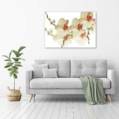 Tableau mural sur toile Orchidées