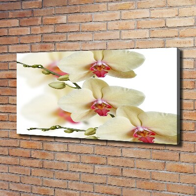 Tableau mural sur toile Orchidées