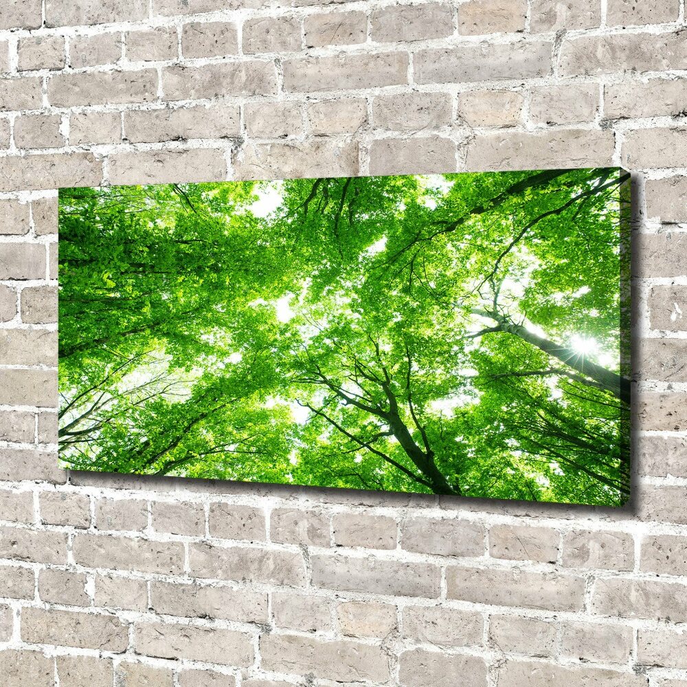 Tableau photo sur toile Forêt verte