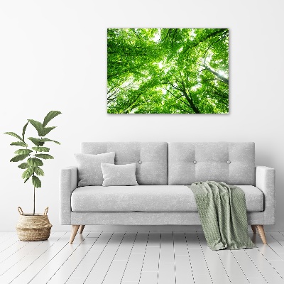 Tableau photo sur toile Forêt verte