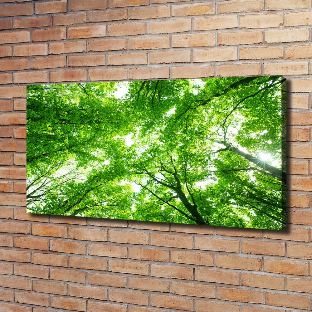 Tableau photo sur toile Forêt verte