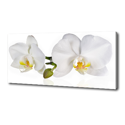 Tableau toile imprimée Orchidée plante