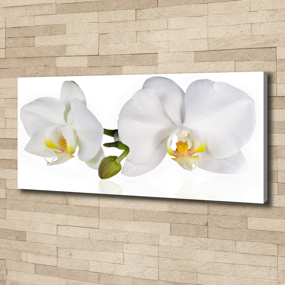 Tableau toile imprimée Orchidée plante