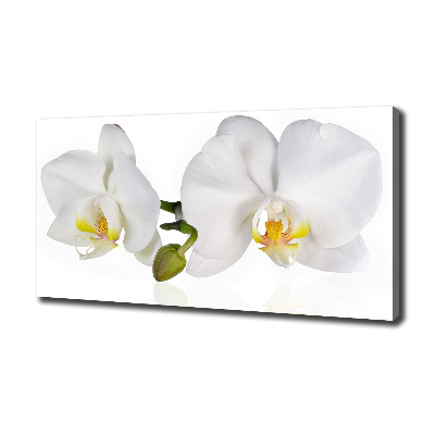 Tableau toile imprimée Orchidée plante