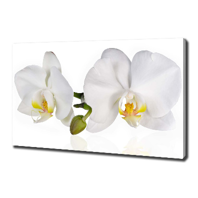 Tableau toile imprimée Orchidée plante