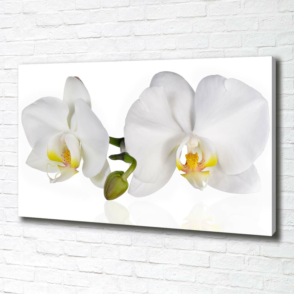 Tableau toile imprimée Orchidée plante