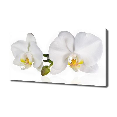 Tableau toile imprimée Orchidée plante