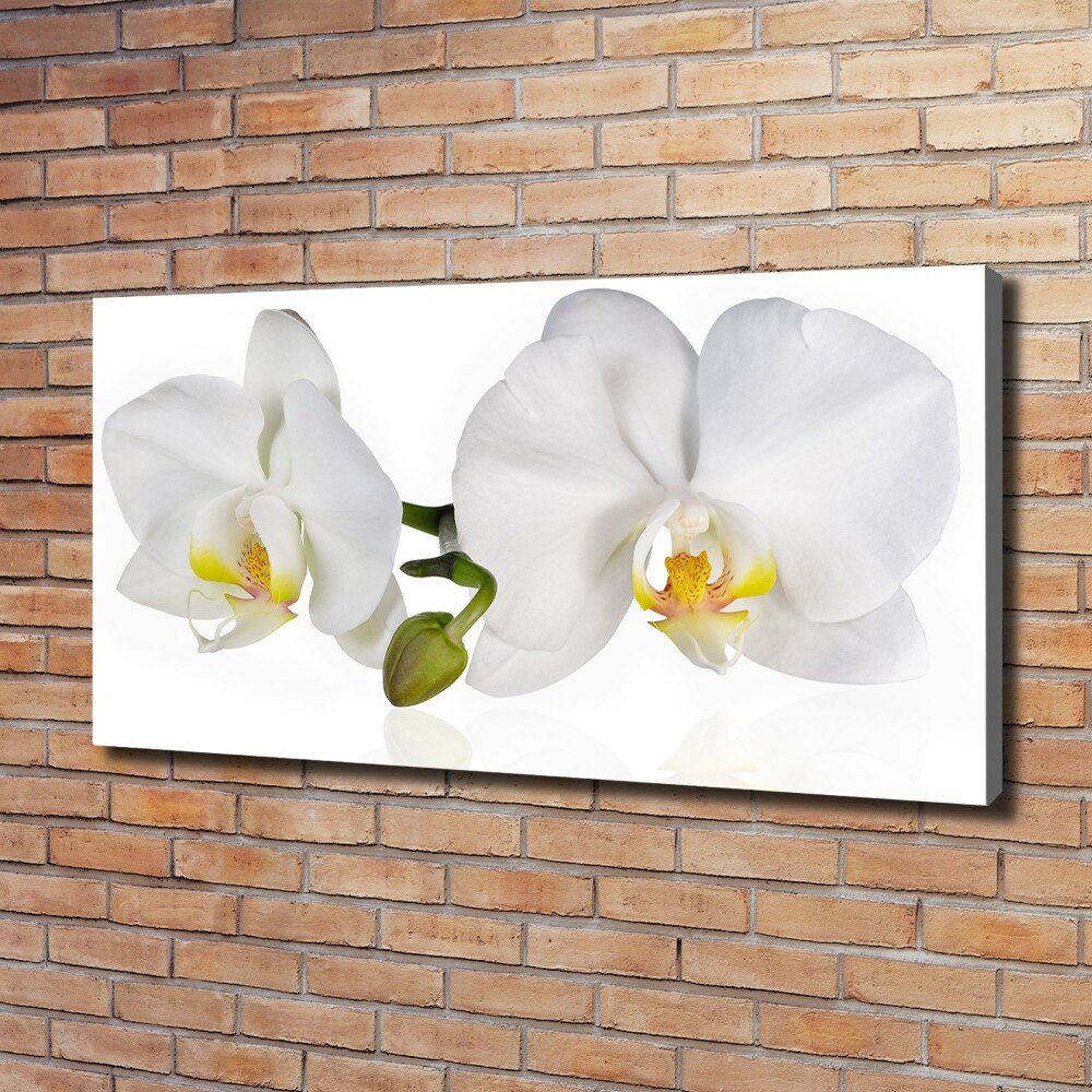 Tableau toile imprimée Orchidée plante