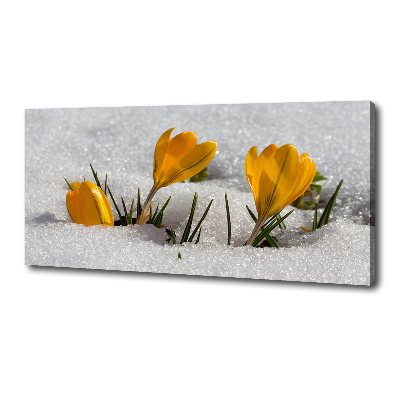 Tableau mural sur toile Crocus dans la neige