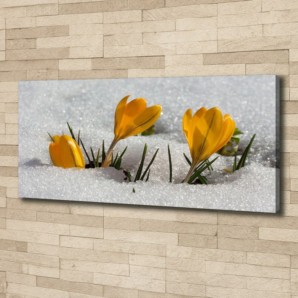 Tableau mural sur toile Crocus dans la neige