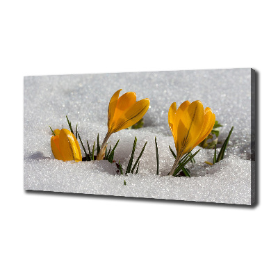 Tableau mural sur toile Crocus dans la neige