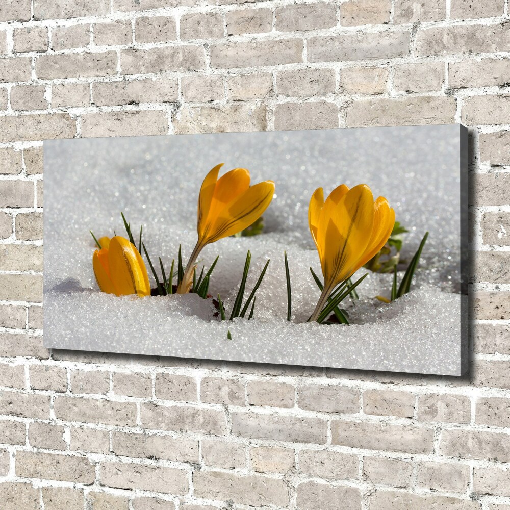 Tableau mural sur toile Crocus dans la neige