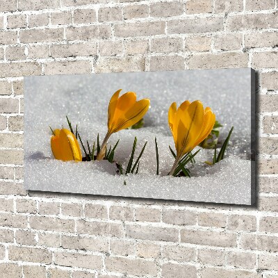 Tableau mural sur toile Crocus dans la neige