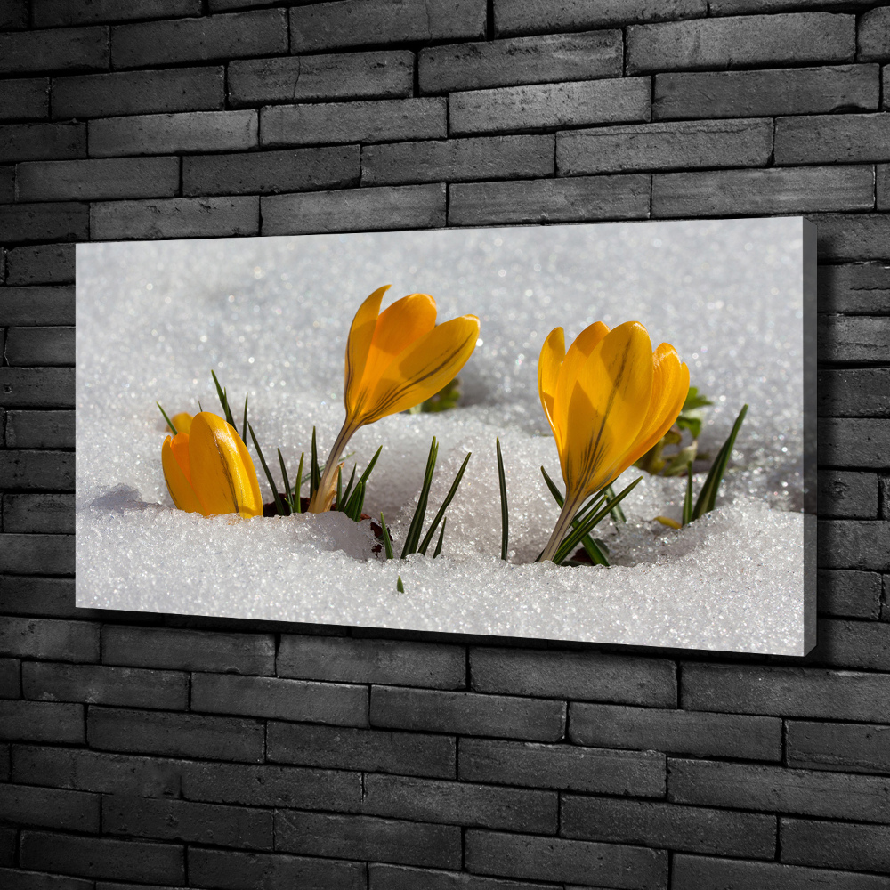 Tableau mural sur toile Crocus dans la neige