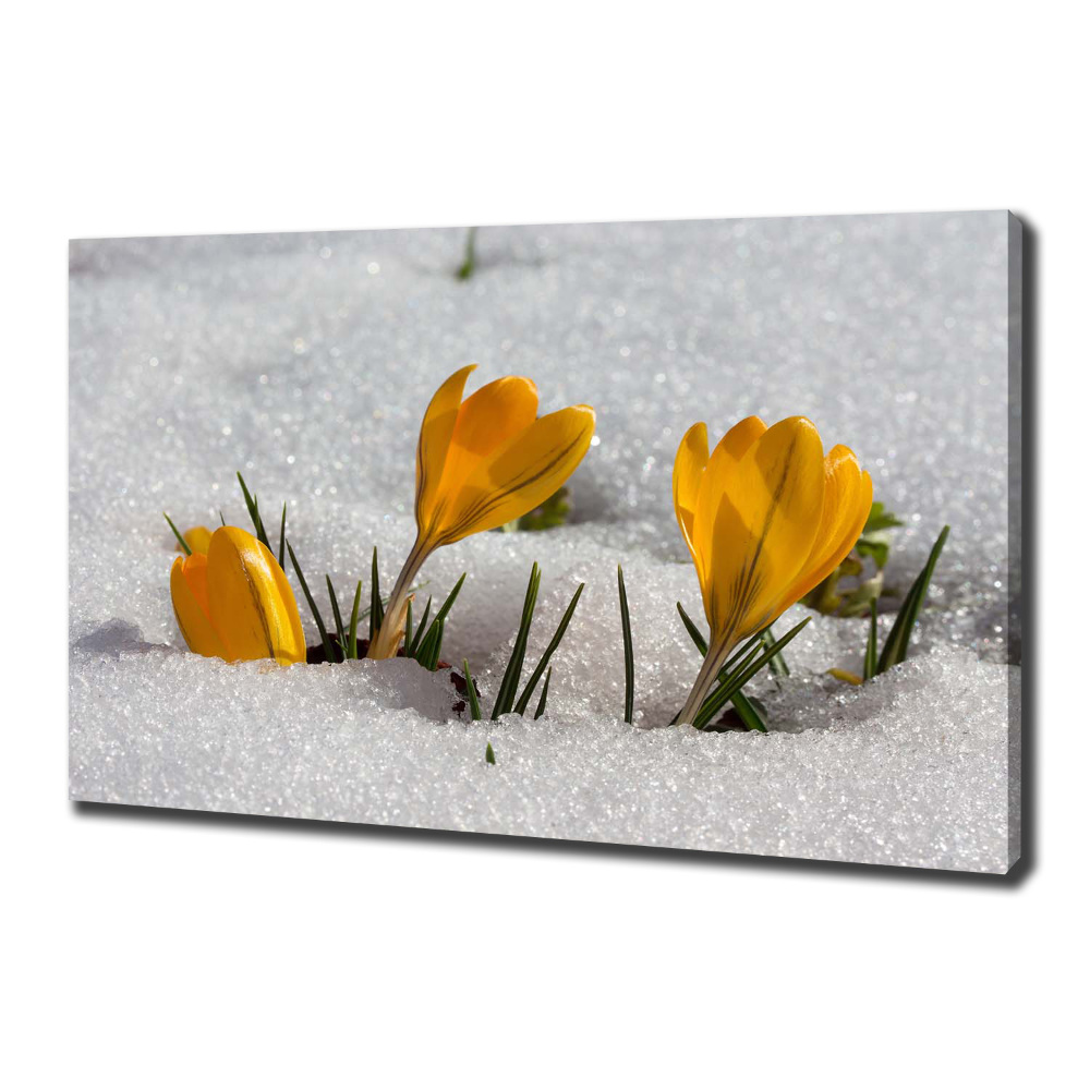 Tableau mural sur toile Crocus dans la neige