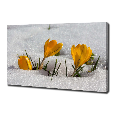 Tableau mural sur toile Crocus dans la neige